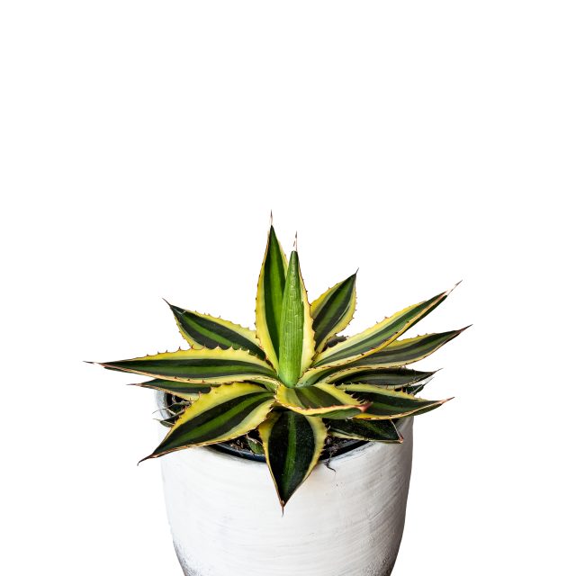 Agave Lopantha Quadricolor