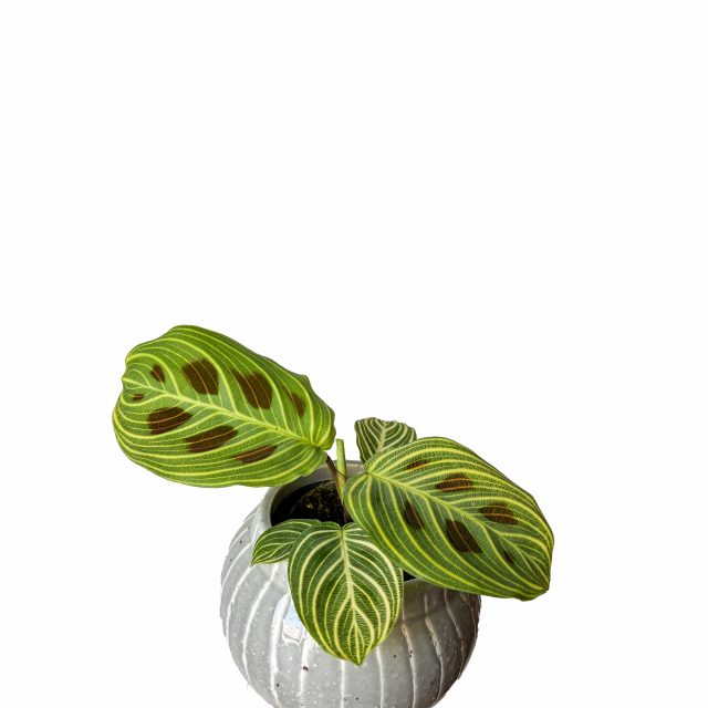 Maranta Leuconeura Fantasy