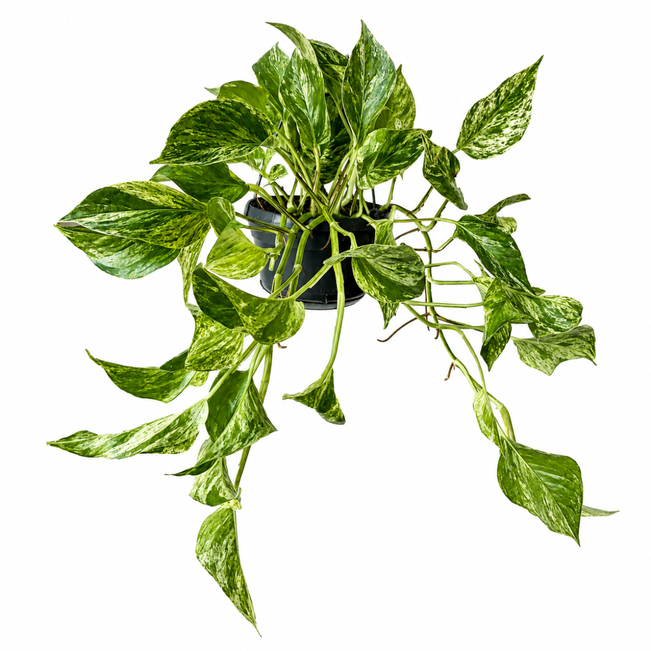 Epipremnum Marble Queen