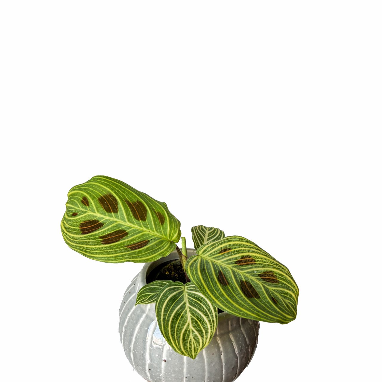 Maranta Leuconeura Fantasy